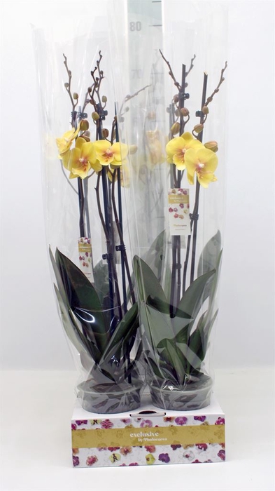 <h4>Phalaenopsis   ...yellow</h4>