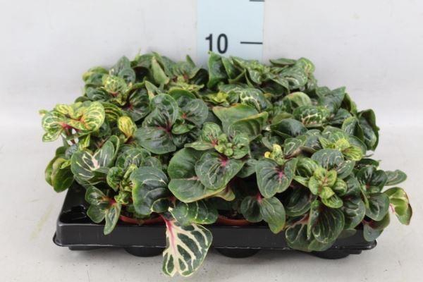 <h4>Iresine herbstii</h4>