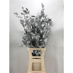 Fagus Silver Argento