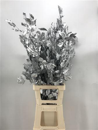 <h4>Fagus Silver Argento</h4>