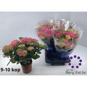 Hydrangea mac. 'Sarena'