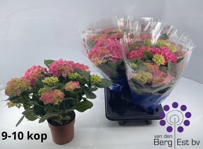 <h4>Hydrangea mac. 'Sarena'</h4>