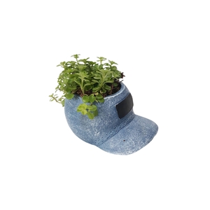 Arr.   Kamerplant Groen L%