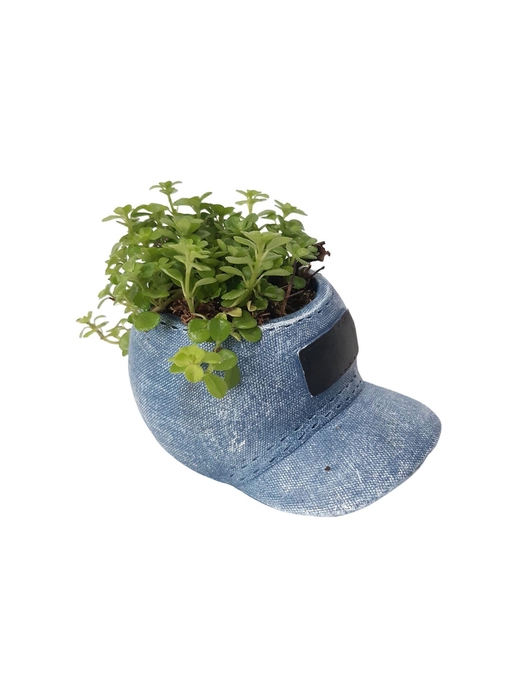 <h4>Arr.   Kamerplant Groen L%</h4>