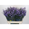 Aster Baby Blue