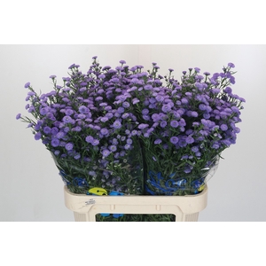 Aster Baby Blue