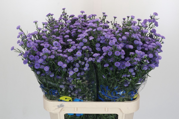<h4>Aster Baby Blue</h4>