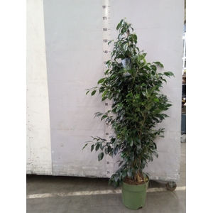 Ficus benja. 'Danielle'