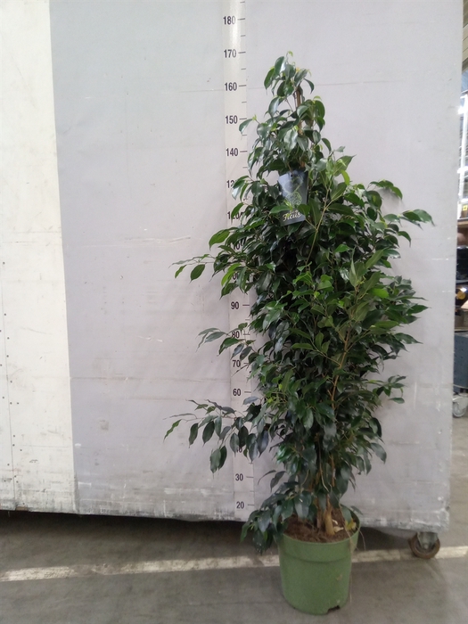<h4>Ficus benja. 'Danielle'</h4>