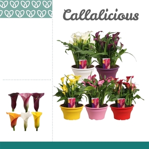 Zantedeschia Mix in ton-sur-ton Schaal Ariel