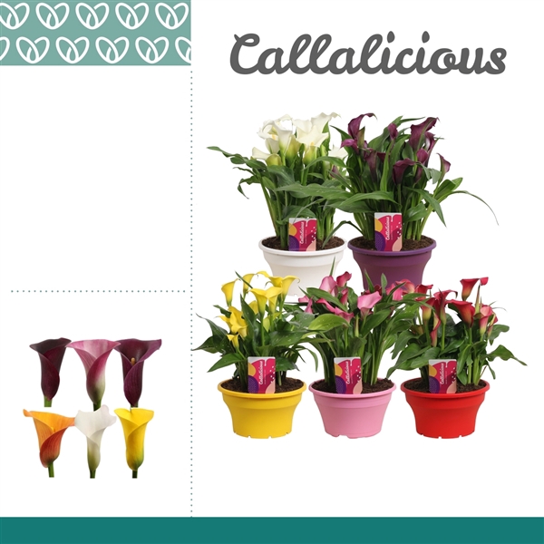 <h4>Zantedeschia Mix in ton-sur-ton Schaal Ariel</h4>