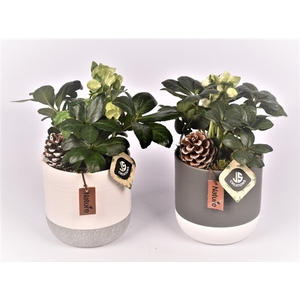 Keramiek pot wit/gr met label 14cm