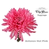 CHR G ANTONOV HOT PINK
