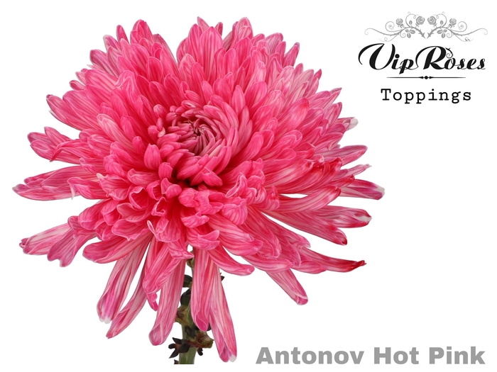 Vip. Chr G Antonov Hot Pink