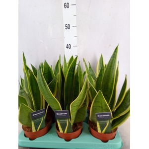 Sansevieria trifa.   ...