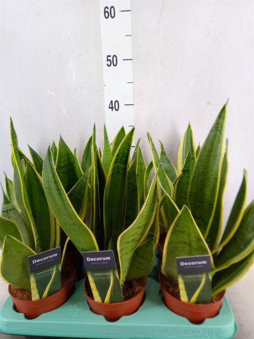 <h4>Sansevieria trifa.   ...</h4>