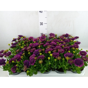 Osteospermum  'FlowPow Dbl Purple'