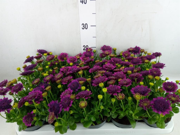 <h4>Osteospermum  'FlowPow Dbl Purple'</h4>