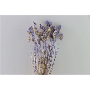 Dried Artz Phalaris Matisse Bunch