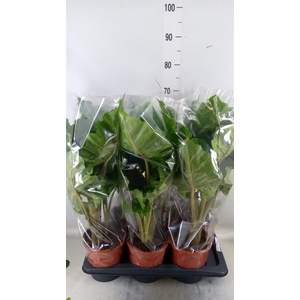 Alocasia  'Low Rider'