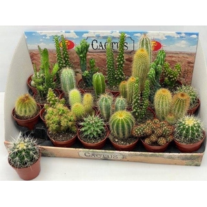 CACTUS GEM