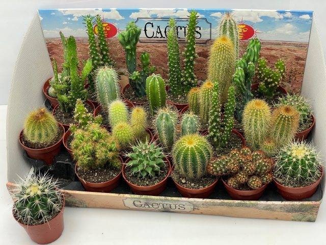 <h4>CACTUS GEM</h4>