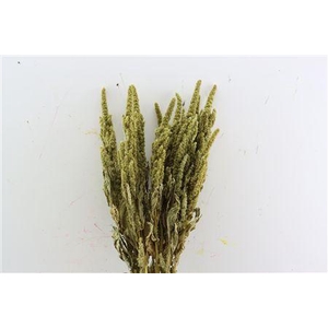 Dried Amaranthus Green Bunch