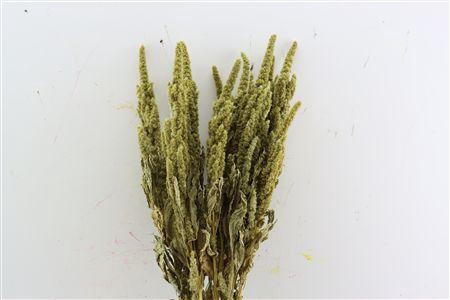 <h4>Dried Amaranthus Green Bunch</h4>