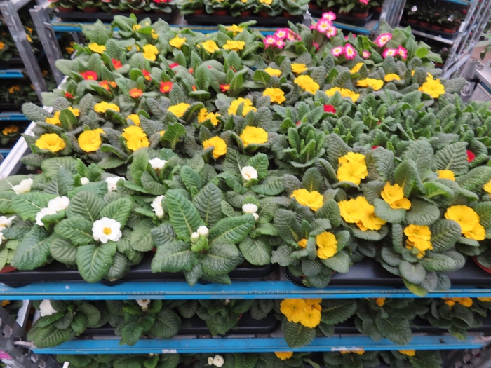 <h4>PRIM AC MIXK</h4>