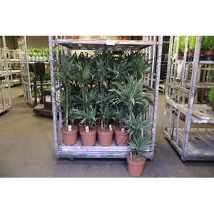 arr8 Dra De Warneckei