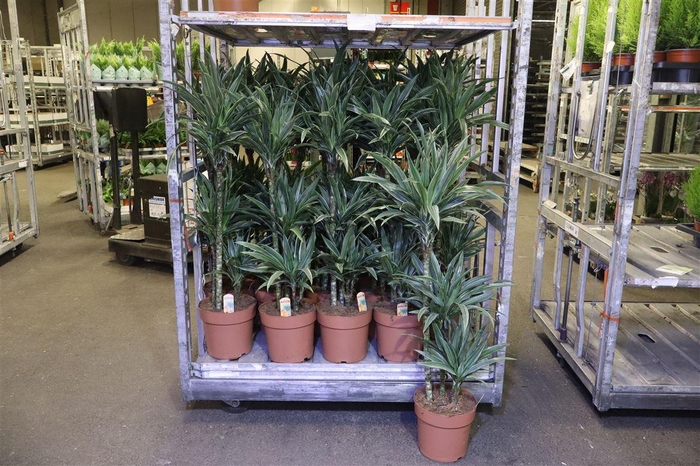 <h4>arr8 Dra De Warneckei</h4>