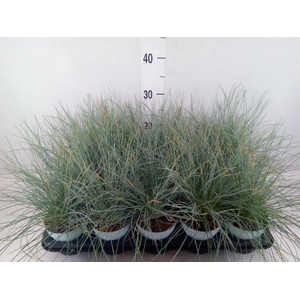 Festuca glauca 'Compacta Blue'