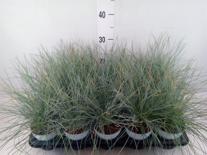 <h4>Festuca glauca 'Compacta Blue'</h4>