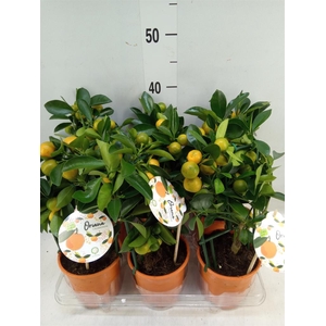 Citrofortunella mic.