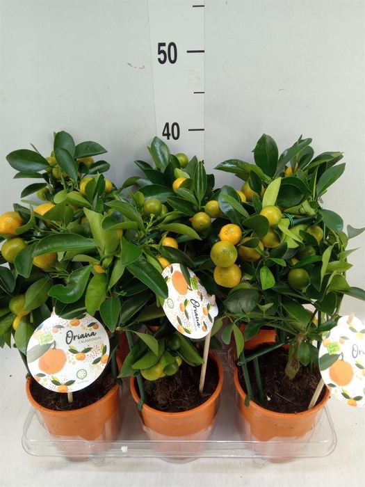 <h4>Citrofortunella mic.</h4>