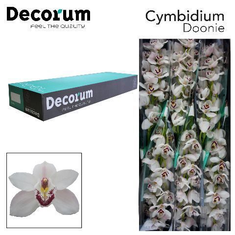 <h4>CYMB T DOONIE Decorum 80cm.</h4>