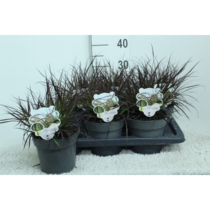 Pennisetum advena 'Rubrum'