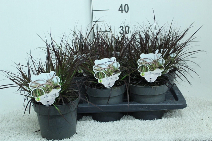 <h4>Pennisetum advena 'Rubrum'</h4>