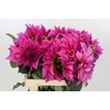 Dahlia Cafe Au Lait Rose