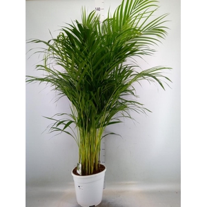 Dypsis lutescens   ...Chrysalidoca