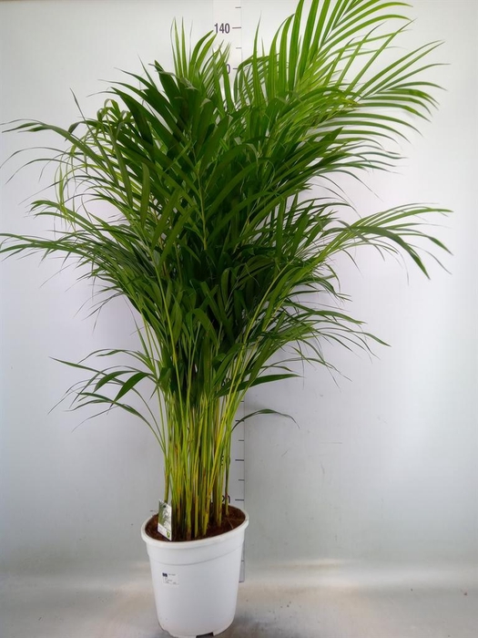 <h4>Dypsis lutescens   ...Chrysalidoca</h4>