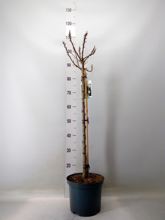 <h4>Malus  'PomZai'</h4>