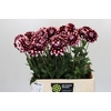 Dahlia Checkers
