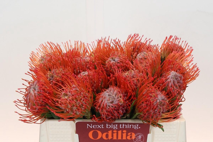 <h4>Nutans Tango</h4>