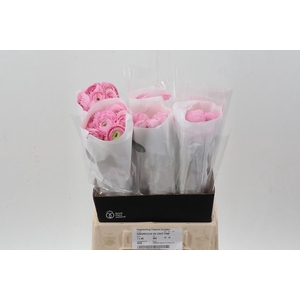 Ran Light Pink Ecu 45cm
