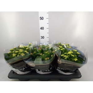Kalanchoe blos. 'RoyalDon'   ..mix