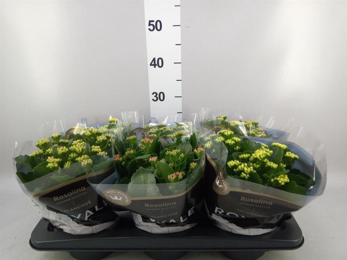 <h4>Kalanchoe blos. 'RoyalDon'   ..mix</h4>