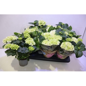 arr8 Hydr M Schneeball