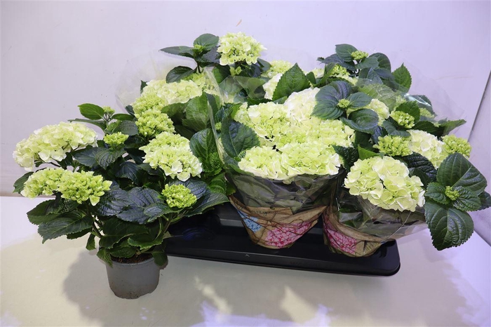 <h4>arr8 Hydr M Schneeball</h4>