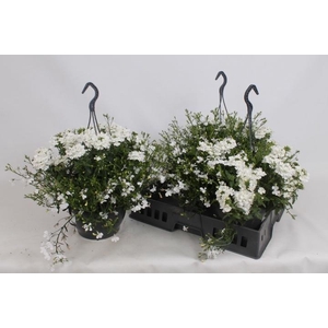 HANGING BASKETS